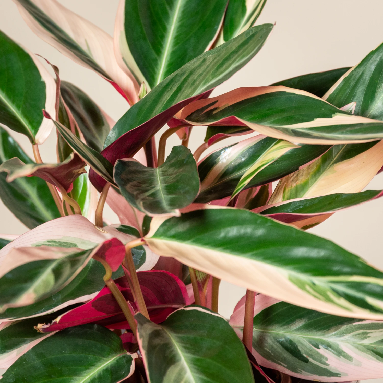 Stromanthe Sanguinea ‘Triostar’ 4 Stromanthe Sanguinea ‘Triostar’ - Image 4