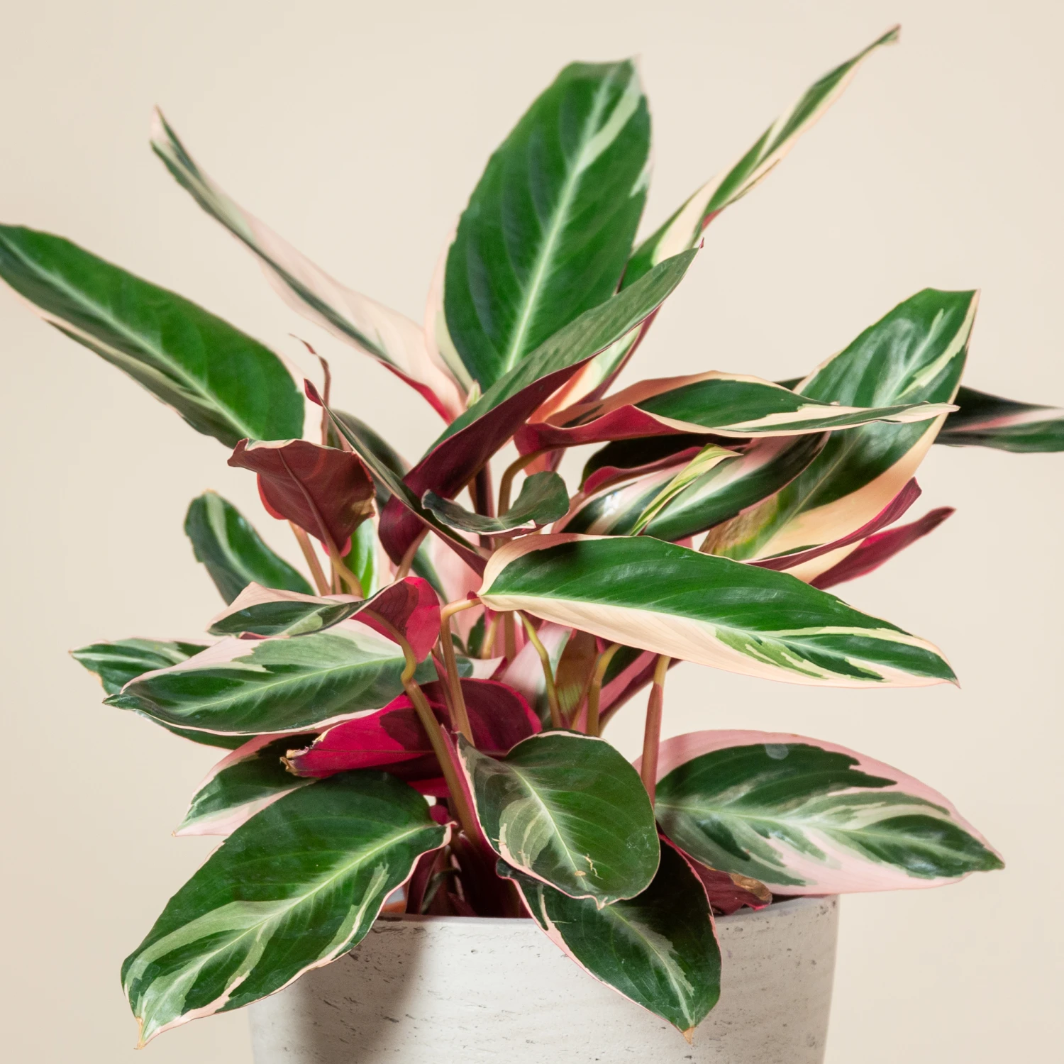 Stromanthe Sanguinea ‘Triostar’ 1 Stromanthe Sanguinea ‘Triostar’