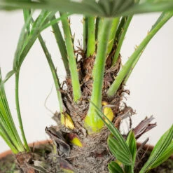 Chamaerops Humilis ‘Etna Star’ -The Palm Centre Store CET