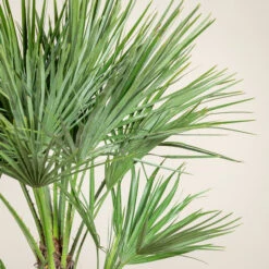 Chamaerops Humilis ‘Etna Star’ -The Palm Centre Store CET 3