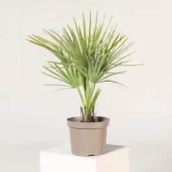 Chamaerops Humilis ‘Etna Star’ -The Palm Centre Store CET 3 1 scaled 1