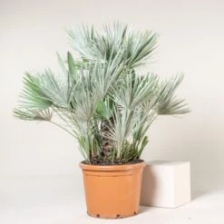 Chamaerops Humilis ‘Etna Star’ -The Palm Centre Store CET 70 5 scaled 1