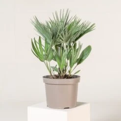 Chamaerops Humilis ‘Etna Star’ -The Palm Centre Store CET 7 1 scaled 1