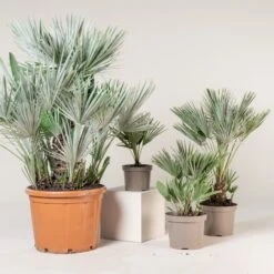 Chamaerops Humilis ‘Etna Star’ -The Palm Centre Store CET 4 scaled 1