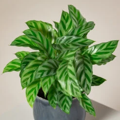 Calathea Concinna ‘Freddie’ -The Palm Centre Store CFD S 3
