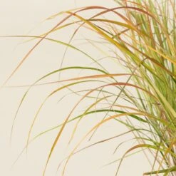 Anemanthele Lessoniana 21 Anemanthele Lessoniana -The Palm Centre Store CGA 2 1 scaled 1