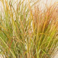 Anemanthele Lessoniana 20 Anemanthele Lessoniana -The Palm Centre Store CGA 2 2 scaled 1