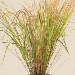 Anemanthele Lessoniana 17 Anemanthele Lessoniana -The Palm Centre Store CGA 2 3 scaled 1