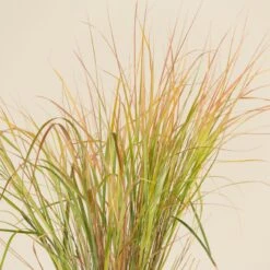 Anemanthele Lessoniana 15 Anemanthele Lessoniana -The Palm Centre Store CGA 2 4 scaled 1