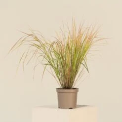 Anemanthele Lessoniana