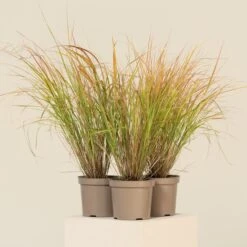 Anemanthele Lessoniana 13 Anemanthele Lessoniana -The Palm Centre Store CGA 2 6 scaled 1