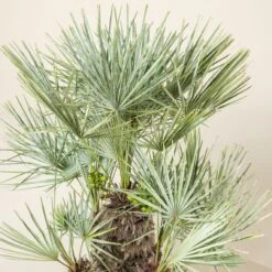 Chamaerops Humilis Var. Cerifera -The Palm Centre Store CHC 30 1 scaled 1