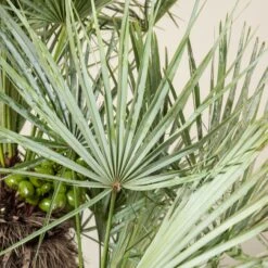 Chamaerops Humilis Var. Cerifera -The Palm Centre Store CHC 30 2 scaled 1