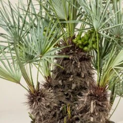 Chamaerops Humilis Var. Cerifera -The Palm Centre Store CHC 30 4 scaled 1