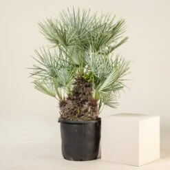 Chamaerops Humilis Var. Cerifera