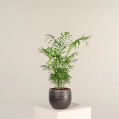 The Palm Centre Store -The Palm Centre Store CHE 2 1 scaled 1