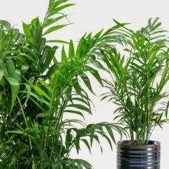 Chamaedorea Elegans -The Palm Centre Store CHE 2