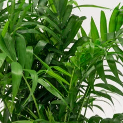 Chamaedorea Elegans -The Palm Centre Store CHE