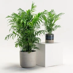 Chamaedorea Elegans -The Palm Centre Store CHE 3