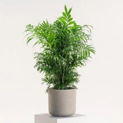 Chamaedorea Elegans -The Palm Centre Store CHE 5