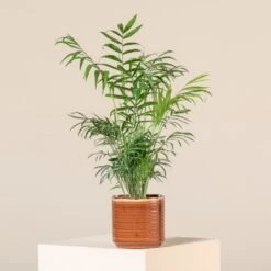 Chamaedorea Elegans
