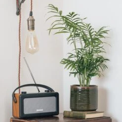 Chamaedorea Elegans -The Palm Centre Store CHE S IND JF13 6 scaled 1