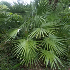 Chamaerops Humilis -The Palm Centre Store CHU 1 3