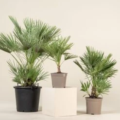 Chamaerops Humilis -The Palm Centre Store CHU 11 scaled 1