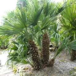 Chamaerops Humilis -The Palm Centre Store CHU 2