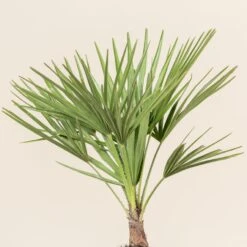 Chamaerops Humilis -The Palm Centre Store CHU 3 2 scaled 1