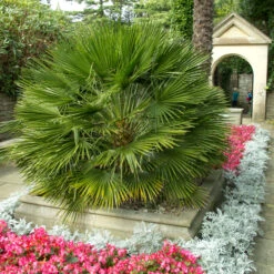 Chamaerops Humilis -The Palm Centre Store CHU 3