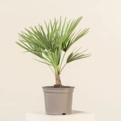 Chamaerops Humilis -The Palm Centre Store CHU 3 3 scaled 1