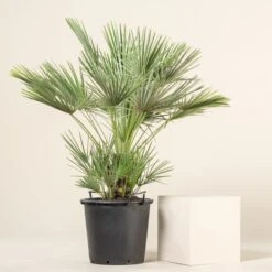 Chamaerops Humilis -The Palm Centre Store CHU 30 10 scaled 1
