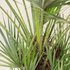 Chamaerops Humilis -The Palm Centre Store CHU 30 7 scaled 1