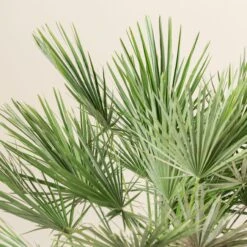 Chamaerops Humilis -The Palm Centre Store CHU 30 8 scaled 1