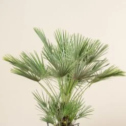 Chamaerops Humilis -The Palm Centre Store CHU 30 9 scaled 1