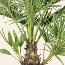 Chamaerops Humilis -The Palm Centre Store CHU 5 4 scaled 1