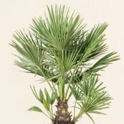 Chamaerops Humilis -The Palm Centre Store CHU 5 5 scaled 1