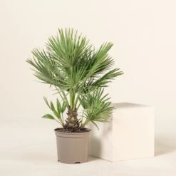 Chamaerops Humilis -The Palm Centre Store CHU 5 6 scaled 1