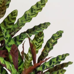 Calathea Insignis -The Palm Centre Store CIN