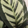 Calathea Roseopicta ‘Cora’