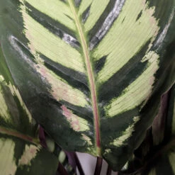 Calathea Roseopicta ‘Cora’ -The Palm Centre Store CLH 6274bc8daa58e
