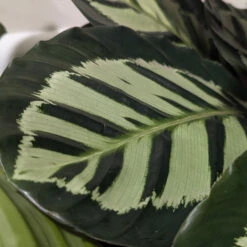 Calathea Roseopicta ‘Cora’ -The Palm Centre Store CLH 62769b24e6e9d