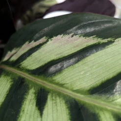 Calathea Roseopicta ‘Cora’ -The Palm Centre Store CLH 62769b279a071