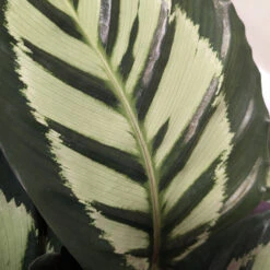 Calathea Roseopicta ‘Cora’ -The Palm Centre Store CLH 62769b2c792e4