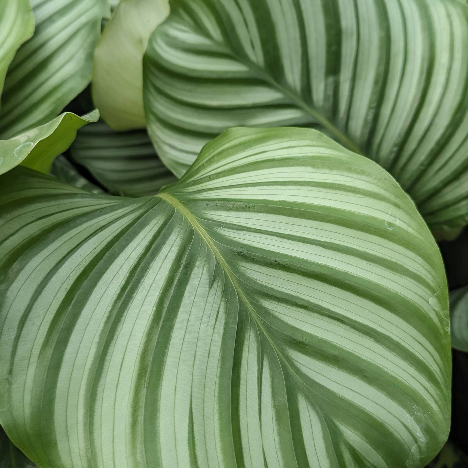 Calathea Orbifolia 2 Calathea Orbifolia - Image 2