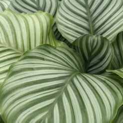 Calathea Orbifolia 7 Calathea Orbifolia -The Palm Centre Store CLO 6154514d69ffc