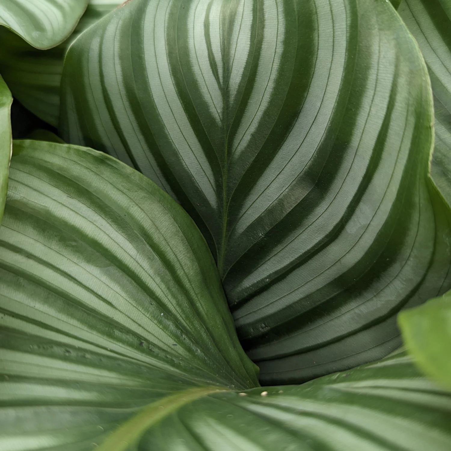 Calathea Orbifolia 4 Calathea Orbifolia - Image 4