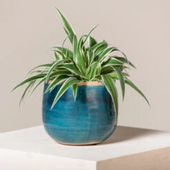 Chlorophytum Comosum ‘Ocean’