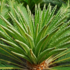 Cycas Revoluta 23 Cycas Revoluta -The Palm Centre Store CRE 1